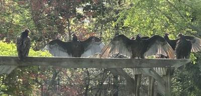 Close-up of Turkey Vultures