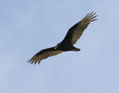 Turkey Vulture soaring overhead