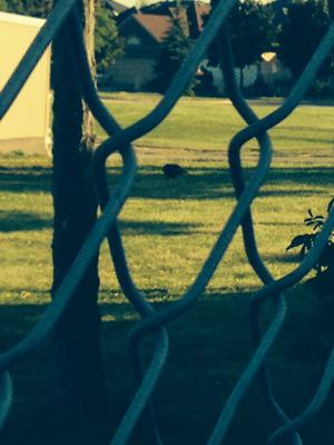 Turkey Vulture - Brampton, submitted by Janice