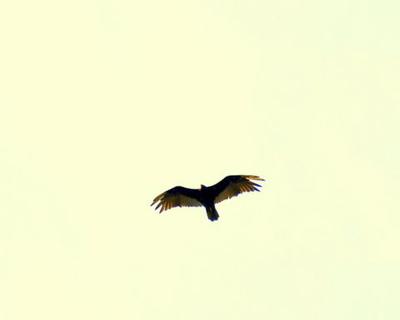 Turkey Vulture - Georgetown, submitted by Marinus Pater