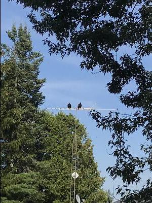 Turkey Vultures resting