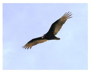 Turkey Vulture in flight