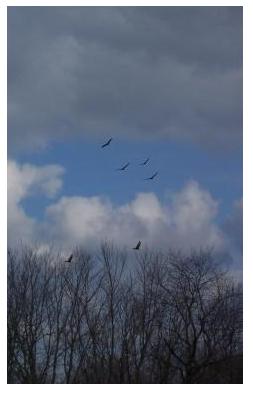 A kettle of Turkey Vultures flying, Elgin County, Ontario