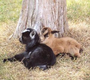 african pygmy goat twins