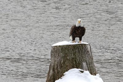 Bald Eagle in Wingham