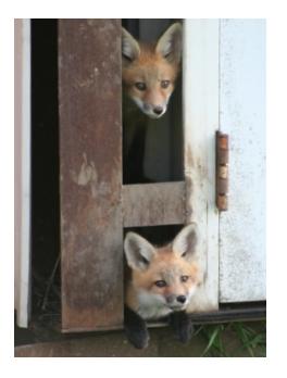 Two young foxes looking out of a barn door - petits renards