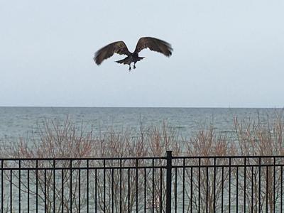 Oakville Turkey Vulture