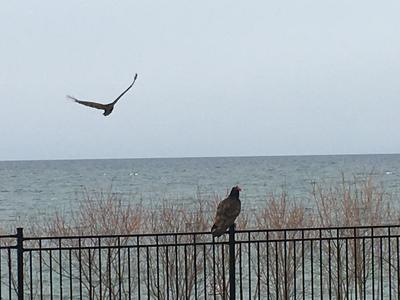 Oakville Turkey Vultures