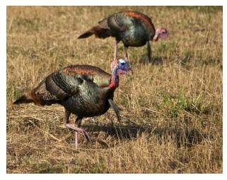 two wild turkeys feeding on grassland