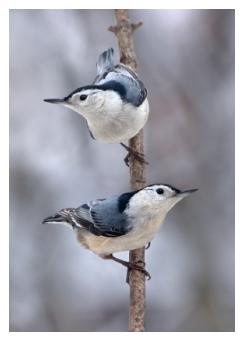 white breasted nuthatches standing on a branch