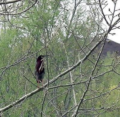 Mystery Bird, Georgetown, Ontario