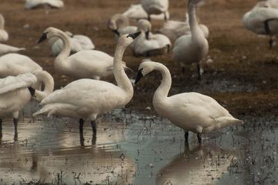 Tunda Swans in a puddle.