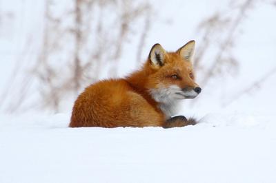 Red Fox