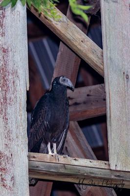 Vulture in Amherstburg, Ontario