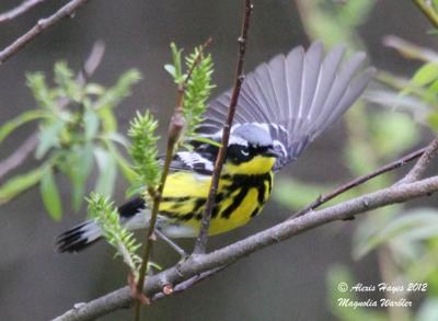 Magnolia Warbler