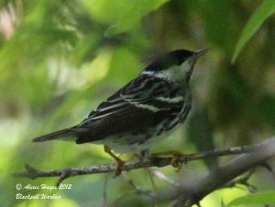 Blackpoll Warbler