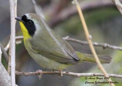 Common Yellowthroat Warbler