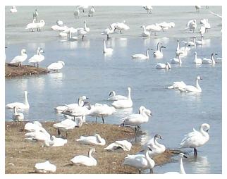 Tundra Swans - 2010