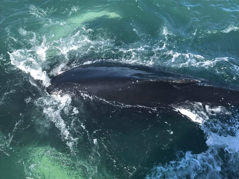 Humpback Whale diving, Iceland