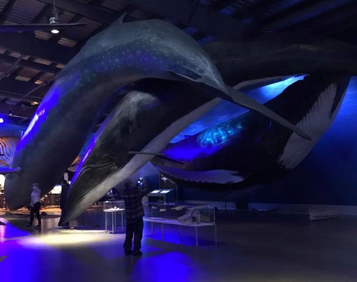 Whales of Iceland Exhibition Reykjavik 2017