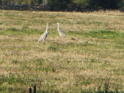 Sandhill Cranes?