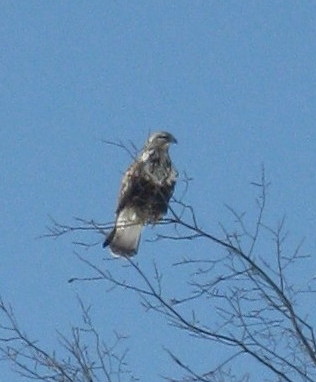 Mystery bird in Powassan, Ontario