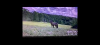 Eastern Ontario ... it hangs out on its own.  What is it?