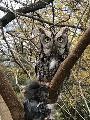 Mystery Owl in Sarnia