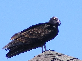 Possible Black Vulture in Brampton