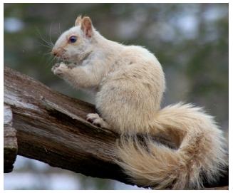 White Squirrel