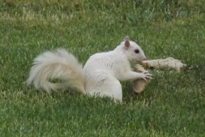 White Squirrel in Belle River, picture taken by DeAnn Pich