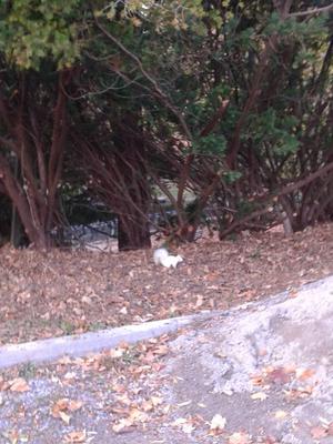 Albino Squirrel in St. Catherines Ontario