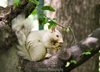 White Squirrel 