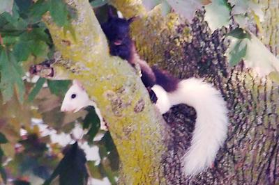 Black Squirrel and White Squirrel