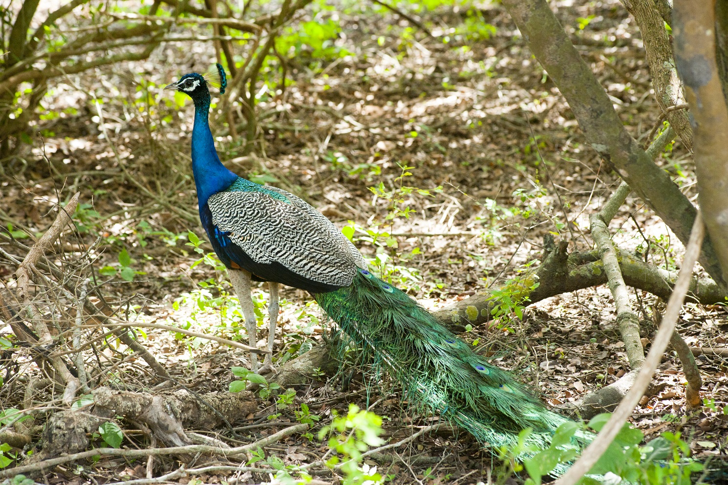 male peacock in forest showing tail