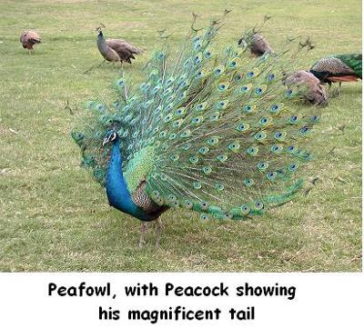 Peafowl with Peacock displaying his tail