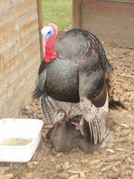 mating wild turkeys in captivity, Ontario, Canada