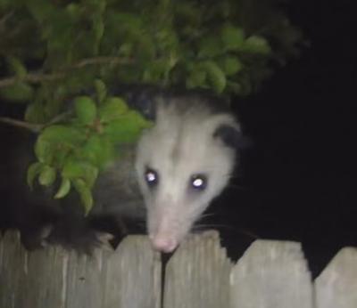 Possum on fence