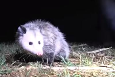 Possum on a lawn