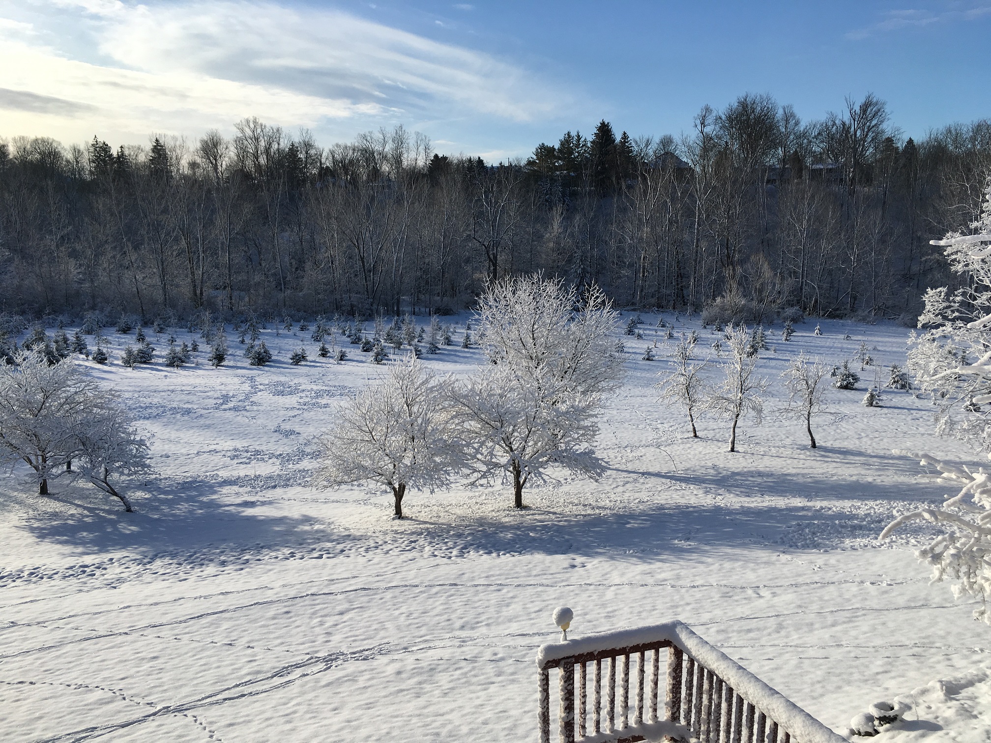 Snow on the meadow and on the trees, St Thomas, Ontario