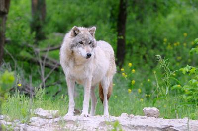 Gray Wolf