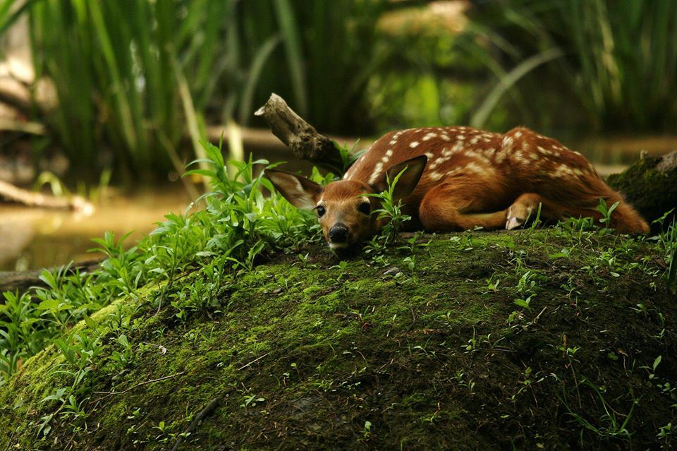 White tailed deer fawn on hillock by photographer Aaron Blanshard
