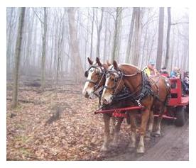 Horse drawn wagon ride through Carolinian forest at Springwater Conservation Area, Orwell, Ontario