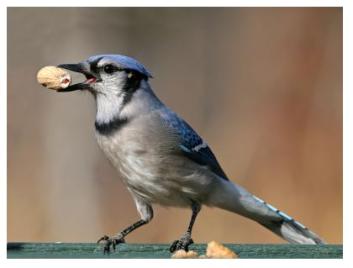 Blue Jay with a peanut to eat