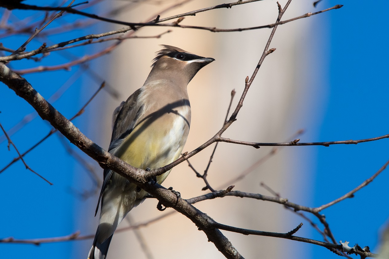 Cedar Waxwing on a tree branch in the sunshine