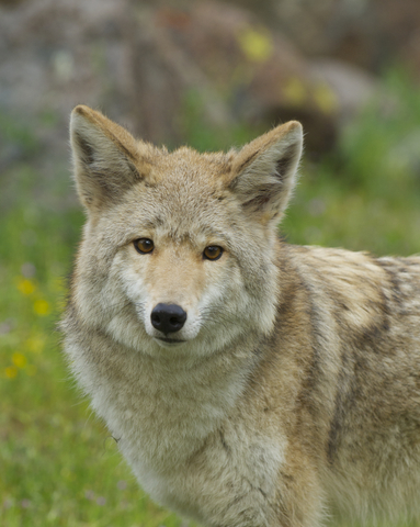 Coyote looking at camera with trees in the background