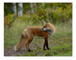 Adult Red Fox in Ontario looking behind him - le renard