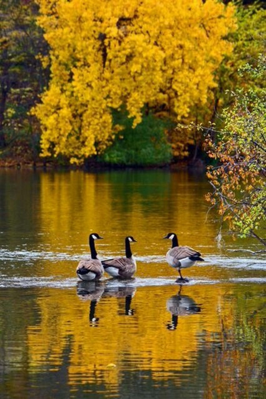 Three geese in Canada in Fall on a Canadian lake