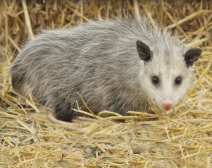 Possum with pink nose standing on straw, Virginia Opossum