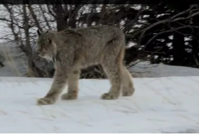 Lynx, Ontario